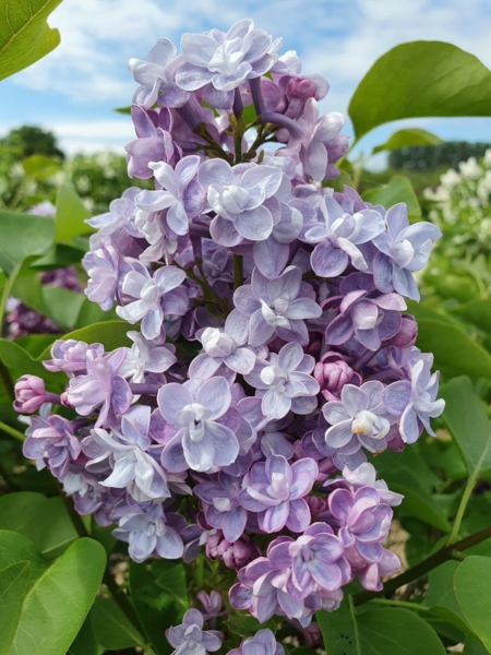 Syringa vulgaris 'Michel Buchner', Ægte syren