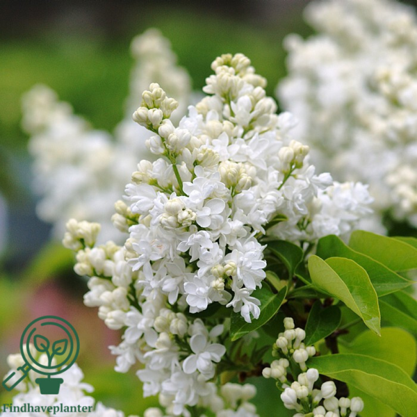 Syringa vulgaris 'Mme Lemoine', Ægte syren