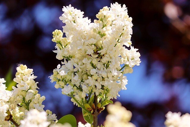 Syringa vulgaris 'Mme Lemoine', Ægte syren