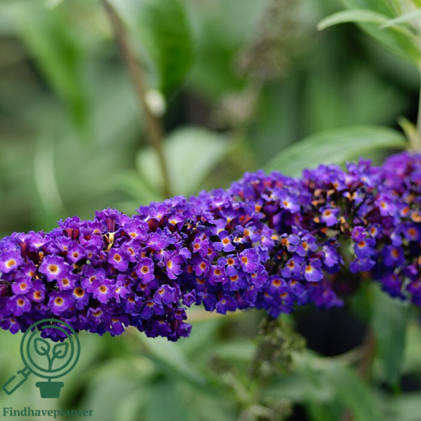 Buddleja davidii 'Black Knight', Sommerfuglebusk