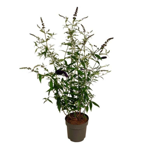 Buddleja d. 'Black Knight', Sommerfuglebusk