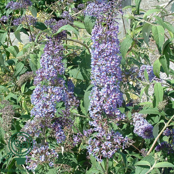 Buddleja davidii 'Ile de France', Sommerfuglebusk