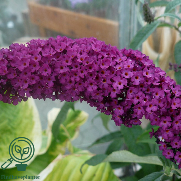 Buddleja davidii 'Royal Red', Sommerfuglebusk