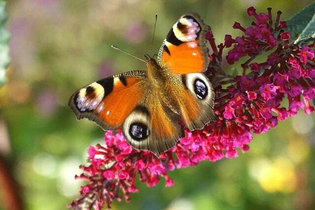 Buddleja d. 'Royal Red', Sommerfuglebusk