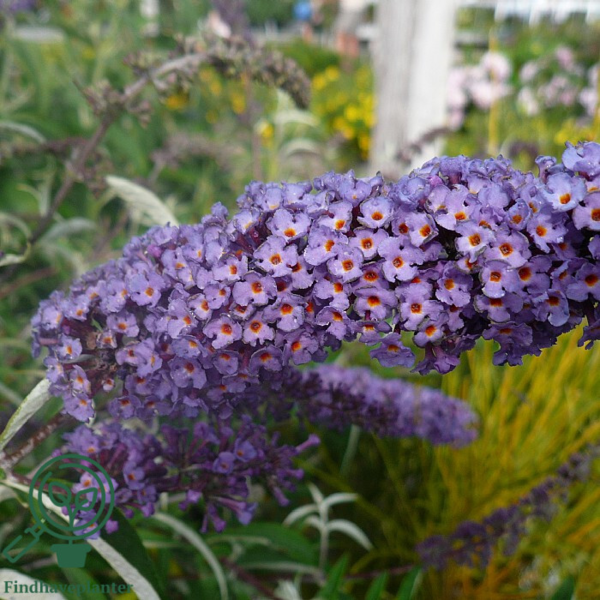 Buddleja davidii 'Nanho Blue', Sommerfuglebusk