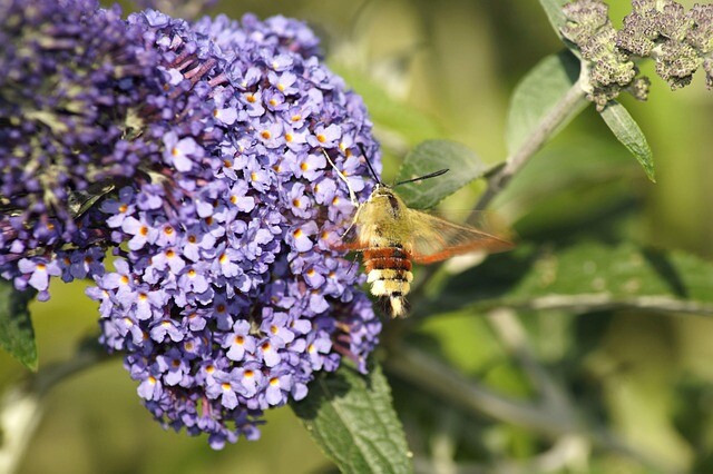 Buddleja d. 'Nanho Blue', Sommerfuglebusk