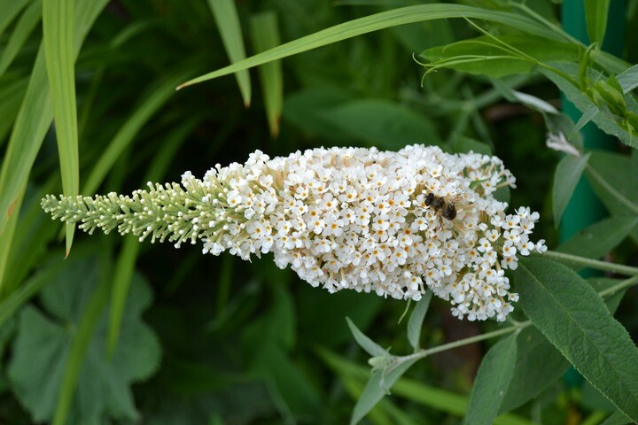 Buddleja d. 'Nanho White', Sommerfuglebusk