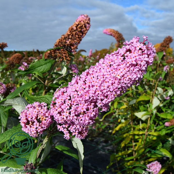 Buddleja davidii 'Pink Delight', Sommerfuglebusk