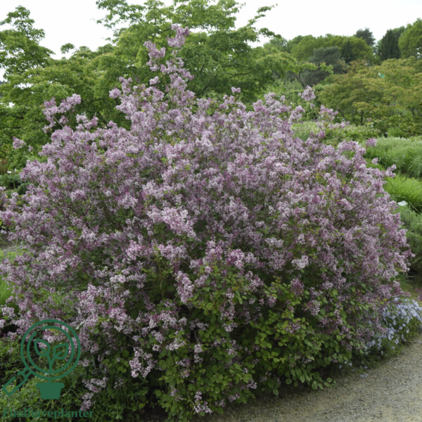 Syringa meyerii 'Palibin', Dværgsyren