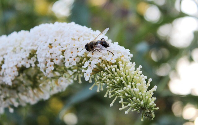 Buddleja d. 'White Profusion', Sommerfuglebusk