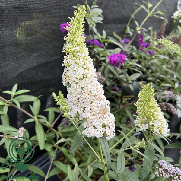 Buddleja davidii 'White Profusion', Sommerfuglebusk