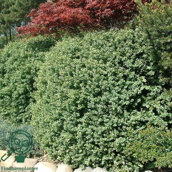 Buxus sempervirens 'Rotundifolia', Buksbom