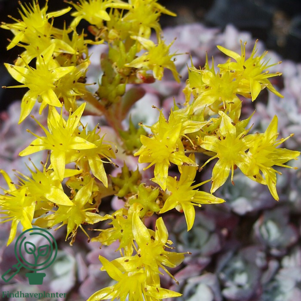 Sedum spathulifolium 'Purpureum', Pudret stenurt