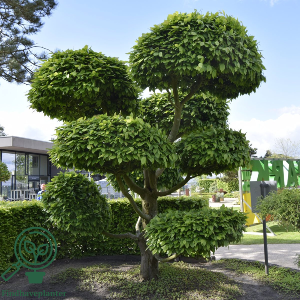 Carpinus betulus, Avnbøg