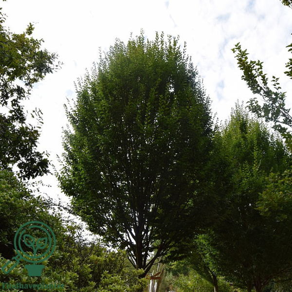 Carpinus betulus 'Fastigiata, Pyramideavnbøg