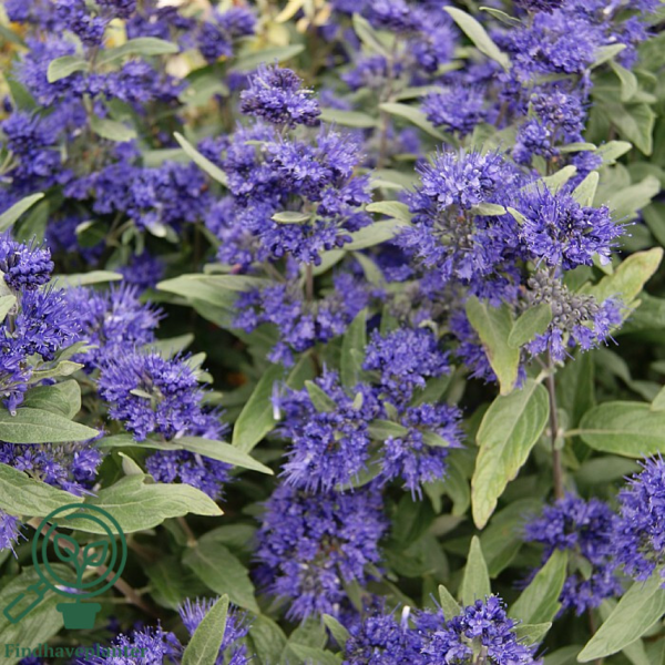 Caryopteris clandonensis 'Heavenly Blue', Blåskæg