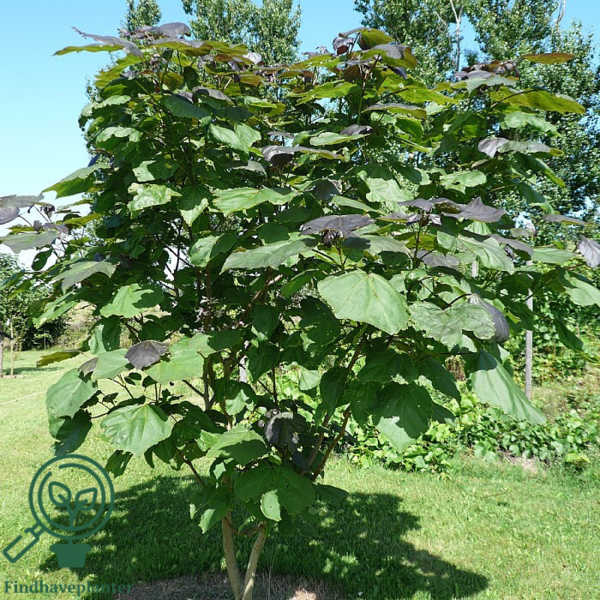 Catalpa bignonioides, Trompettræ