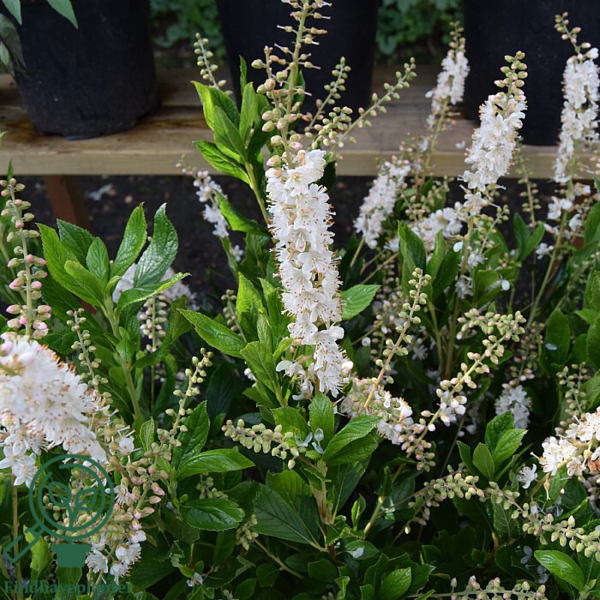 Clethra alnifolia 'Clea', Liljekonvalbusk