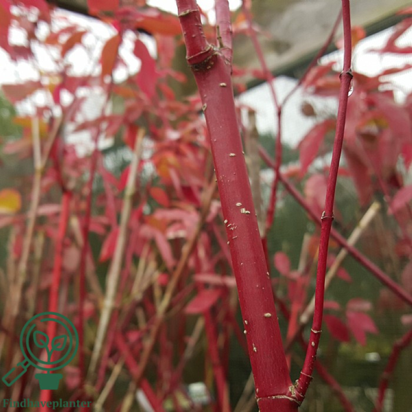 Cornus alba 'Gouchaultii', Gulbroget kornel