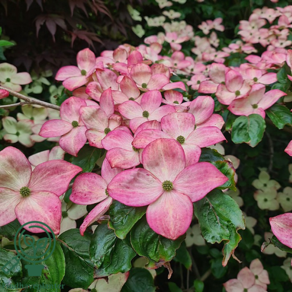 Cornus kousa 'Satomi', Koreakornel