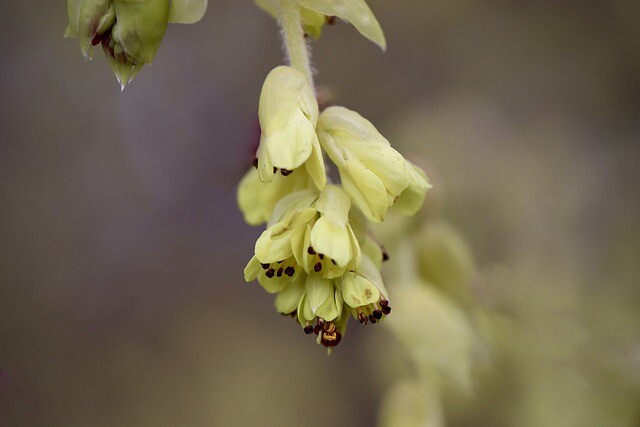 Corylopsis pauciflora, Hasselbror