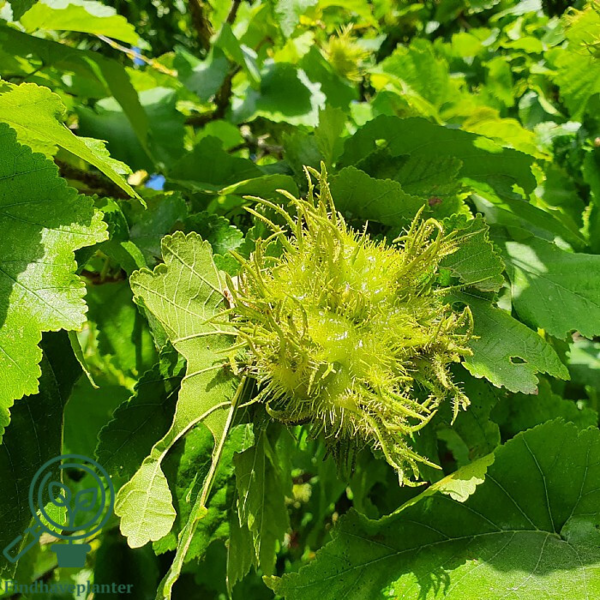 Corylus colurna, Tyrkisk hassel