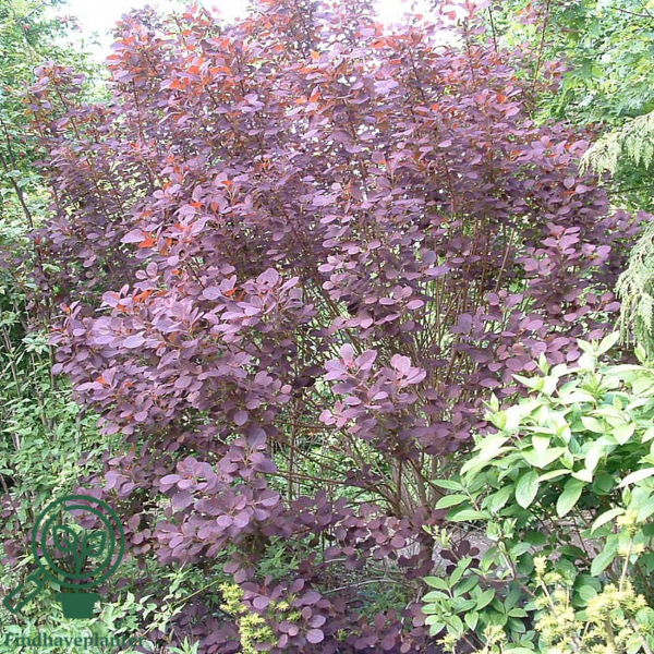 Cotinus cog. 'Royal Purple', Rødbladet Parykbusk