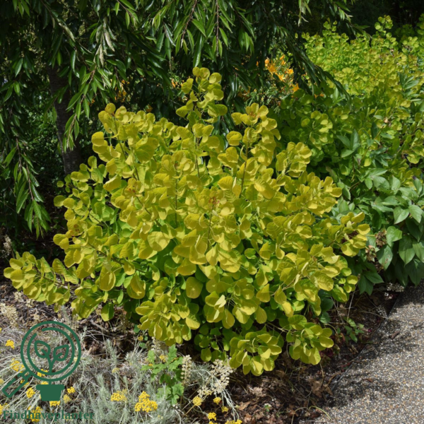Cotinus cog. 'Golden Spirit', Gulbadet Parykbusk