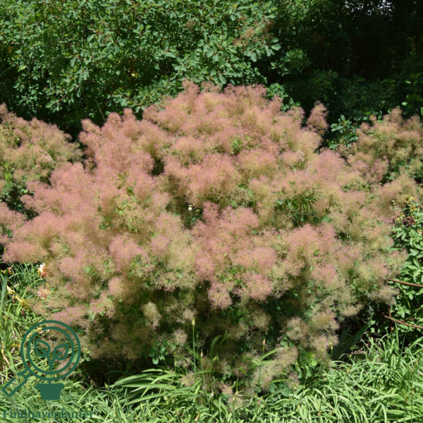 Cotinus cog. 'Young Lady', Parykbusk