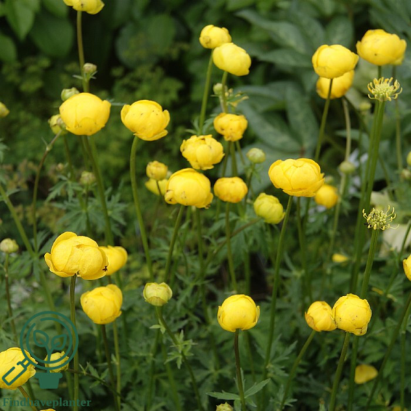 Trollius europaeus, Engblomme
