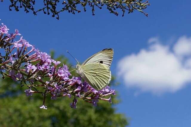 Buddleja dav. 'Lochinch', Sommerfuglebusk