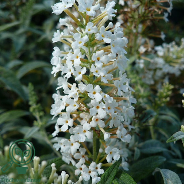 Buddleja davidii 'White Ball', Sommerfuglebusk