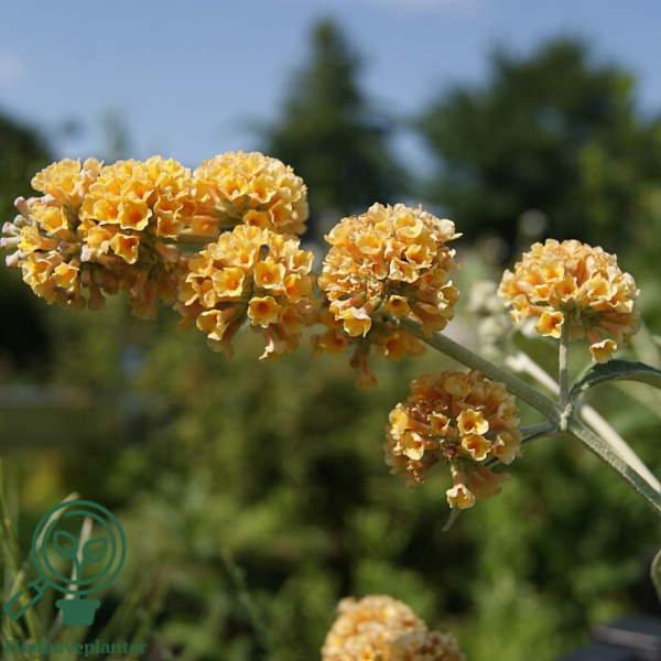 Buddleja weyeriana 'Sungold', Sommerfuglebusk