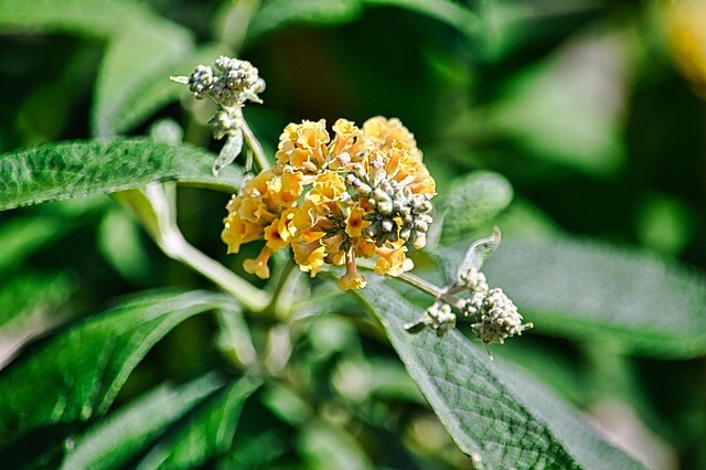 Buddleja weyeriana 'Sungold', Sommerfuglebusk