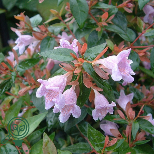 Abelia grandiflora 'Edward Goucher', Abelia