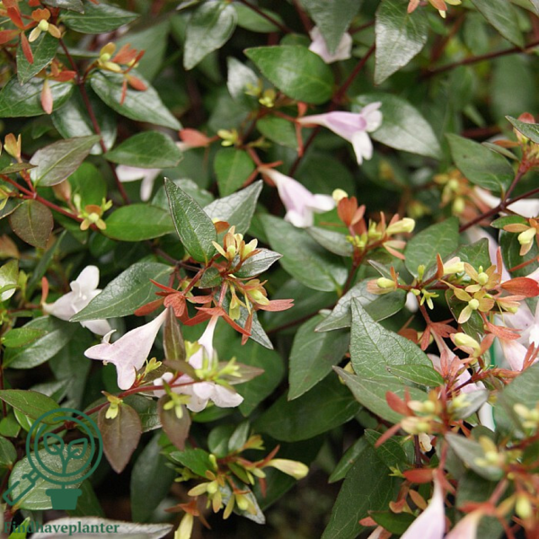 Abelia grandiflora, Abelia