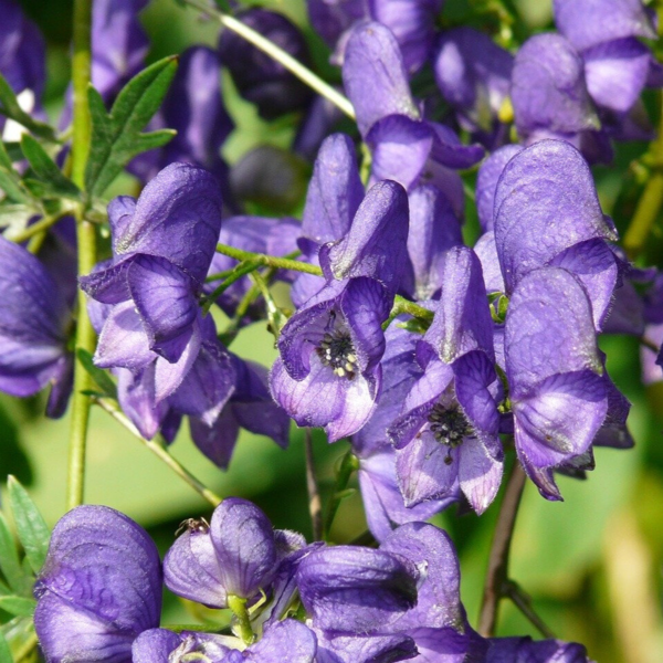 Aconitum carmichaelii 'Arendsii' Stormhat