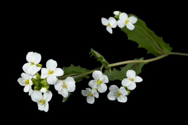 Arabis caucasica 'Snowcap', Kalkkarse Snowcap