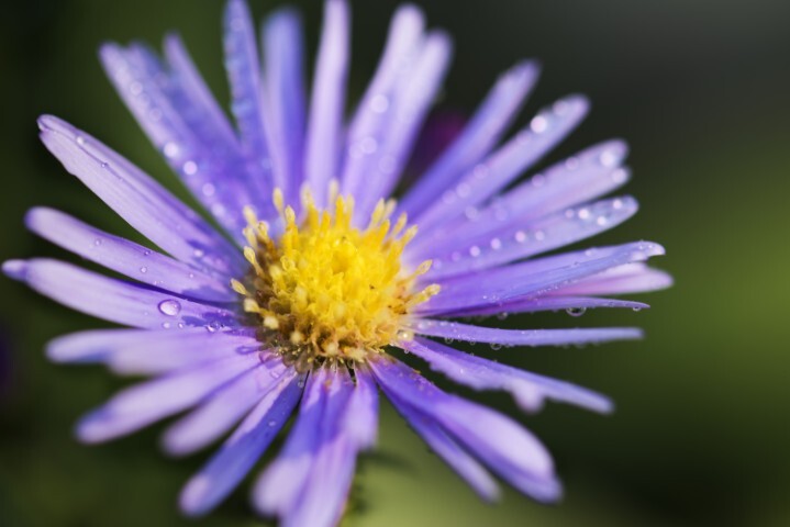 Aster dumosus. 'Lady in Blue', Pudeasters