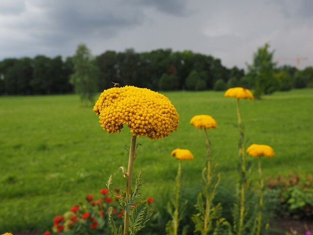 Achillea filipendulina 'Parkers Varietät', Røllike