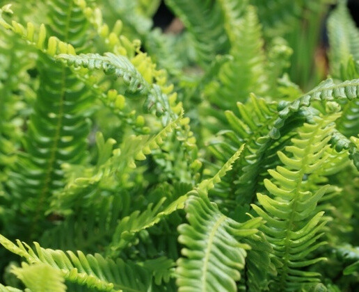 Blechnum spicant, Almindelig kambregne