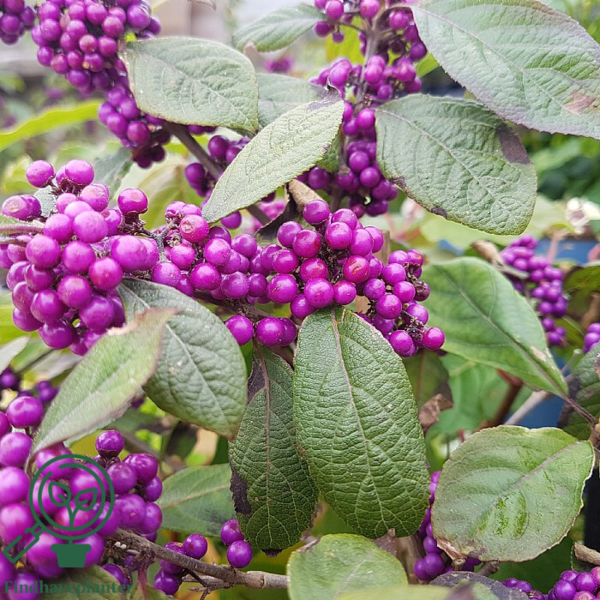 Callicarpa bodinieri 'Profusion', Glasbær