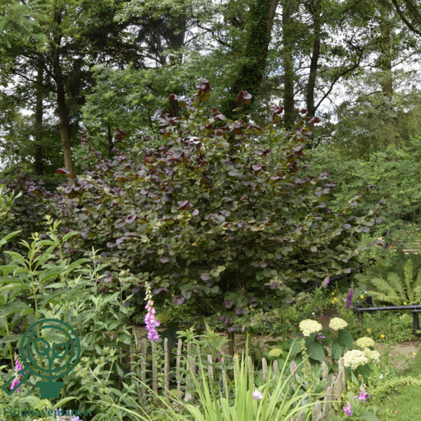 Corylus maxima 'Purpurea', Blodhassel