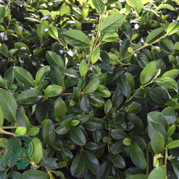 Cotoneaster dammeri, Dværgmispel