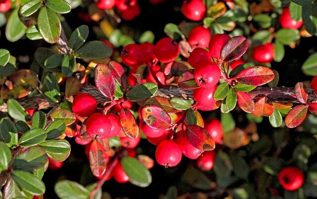 Cotoneaster dammeri, Dværgmispel