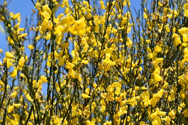 Cytisus praecox 'Allgold', Vårgyvel