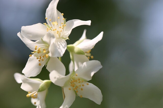 Deutzia gracilis, Lille stjernetop