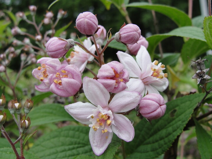 Deutzia hybrida 'Mont Rose', Stjernetop