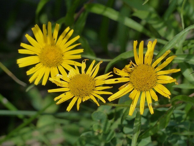 Buphthalmum salicifolium. Tusindstråle