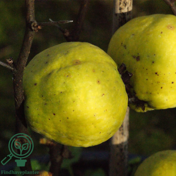 Chaenomeles sup. 'Crimson and Gold', Japansk kvæde